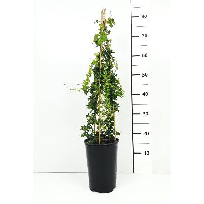 Loubinec Trojlalocny Prodej (loubince trojlaločného, Parthenocissus tricuspidata, Loubinec trojlaločný) Loubinec Trojlalocny Prodej