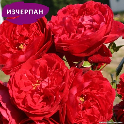 Kordes® Щамбова Роза Florentina® - Kordes®