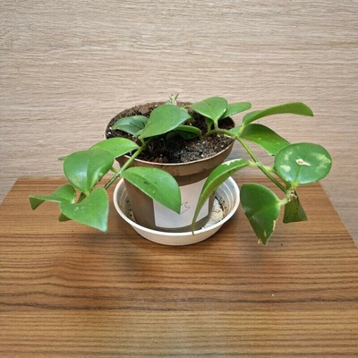 Aeschynanthus Mona Lisa "S" č3