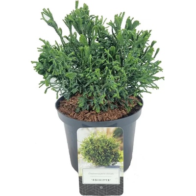 Chamaecyparis obtusa 'Brigitte' 20-25 C2,5L