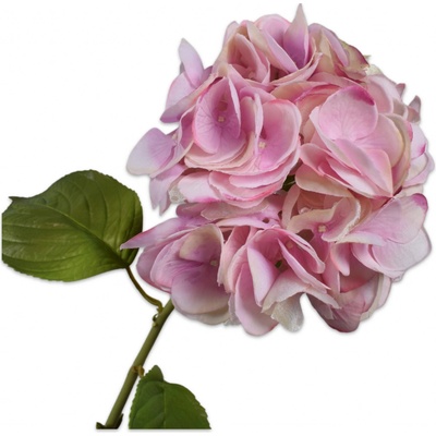 Hortenzie - Hydrangea fialová V74 cm