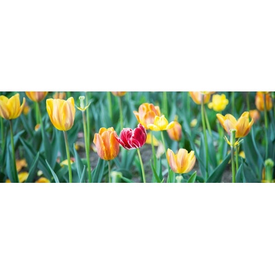 Dimex KI180-122 Dimex Fototapeta do kuchyně Garden rozměry rozměry 180 x 60 cm
