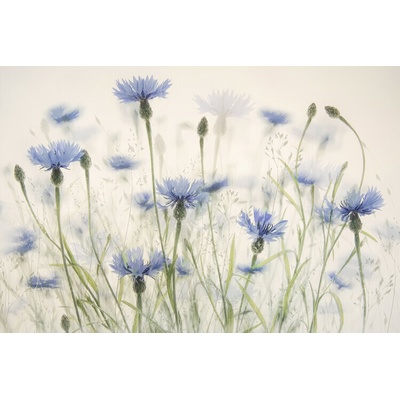 Plagát, Obraz - Cornflowers, Nel Talen, 40 × 26.7 cm