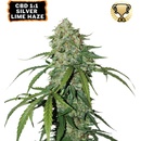 Seedstockers Silver Lime Haze CBD 1:1 semena neobsahují THC 1 ks