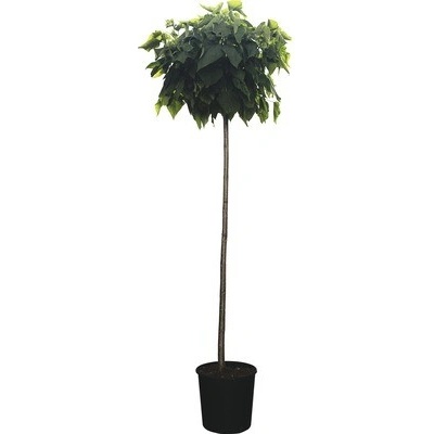 Katalpa trubačovitá FloraSelf Catalpa bignonoides 'Nana' 160-170 cm květináč 18 l