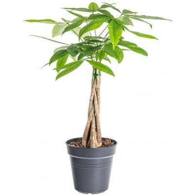 Pachira vodní, Pachira aquatica, průměr květináče 17 cm