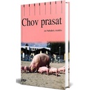 Chov prasat