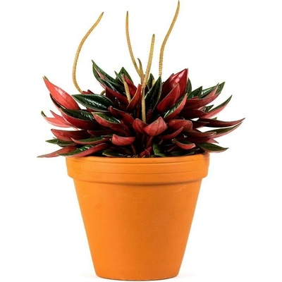 Gardners Peperomia caperata Rosso, průměr 6 cm Peperomie, pepřinec