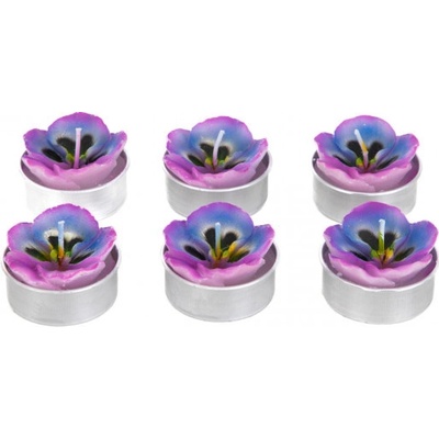 FLORAL AURA fialky 6 ks