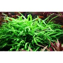 Microsorum pteropus Trident