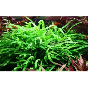 Microsorum pteropus Trident