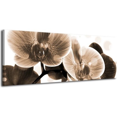 Hnědá orchidej plátno 1 100x40