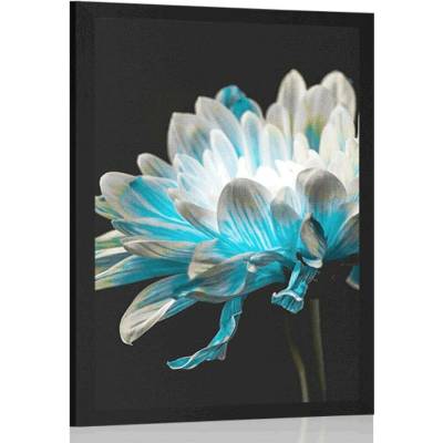 Plakát sedmikráska na černém pozadí - 30x45 white