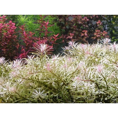 Ludwigia sp. White