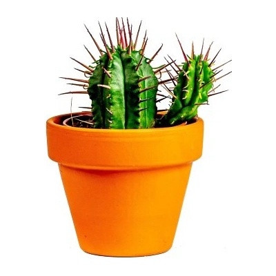 Gardners Euphorbia Enopla, průměr 6 cm Pryšec