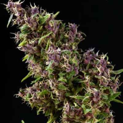 Mandala Seeds Purple Paro Valley semena neobsahují THC 3 ks