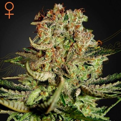 Green House Seed Super Bud semienka neobsahujú THC 10 ks