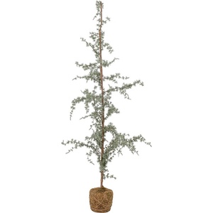 Bloomingville Изкуствена коледна елха височина 150 cm Vita - Bloomingville (82052640)