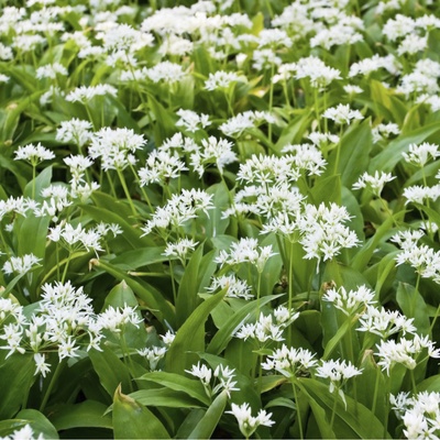 Česnek medvědí - Allium ursinum - hlízy medvědího česneku - 3 ks