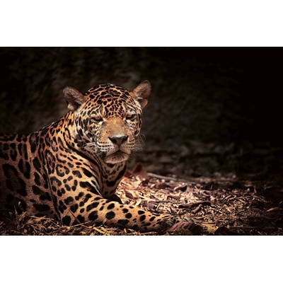 DIMEX ART Флизелинов фототапет легнал леопард 375 x 250 см