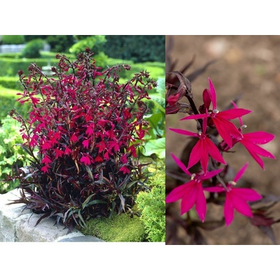 Lobelka Russian Princess - Lobelia speciosa, kont. 0,5 l