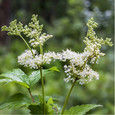 Filipendula Ulmaria () Filipendula Ulmaria