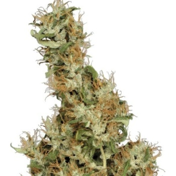 Serious Seeds Kali Mist regular semena neobsahují THC 11 ks