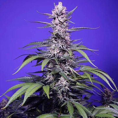Sweet Seeds Permanent Marker XL Auto semena neobsahují THC 3 ks