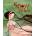 Snow White | Manuela Adreani