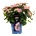 Royalty Collection® Tiffany Purple - Royalty Collection® - Хортензия macrophylla