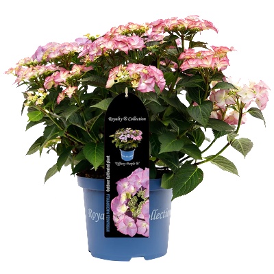 Royalty Collection® Tiffany Purple - Royalty Collection® - Хортензия macrophylla