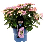 Royalty Collection® Tiffany Purple - Royalty Collection® - Хортензия macrophylla