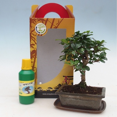 e-bonsai Pokojová bonsai v dárkové krabičce Carmona microphylla - Čaj fuki