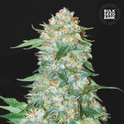 Bulk Seed Bank OG Kush semena neobsahují THC 10 ks