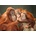 Pohlednice 3D Orangutani