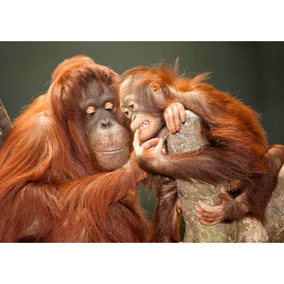 Pohlednice 3D Orangutani