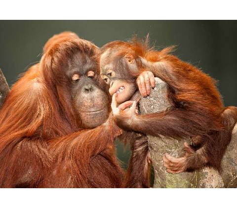 Pohlednice 3D Orangutani