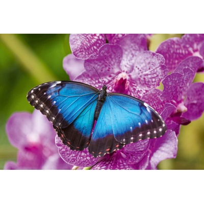 DIMEX ART Флизелинов фототапет синя пеперуда 375 x 250 см