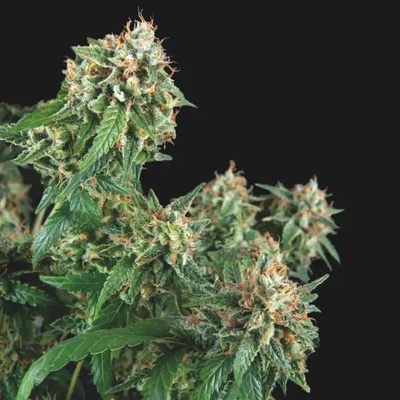 Pyramid Seeds Galaxy regular semienka neobsahujú THC 7 ks
