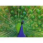 Ravensburger - Puzzle Peacock - 500 piese