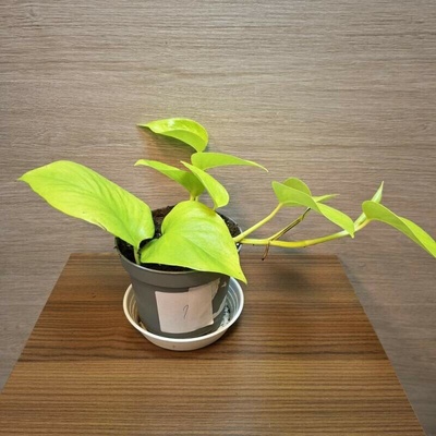 Epipremnum Neon Golden Pothos č1