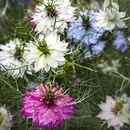 POLAN SEMENÁ ČIERNEJ RASCE DAMAŠSKEJ MIX 2 G