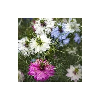 POLAN SEMENÁ ČIERNEJ RASCE DAMAŠSKEJ MIX 2 G