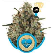 Royal Queen Seeds Medical Mass semena neobsahují THC 10 ks