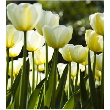 DIMEX ART s. r. o Флизелинов фототапет бели лалета 225 x 250 см