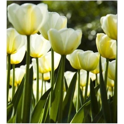 DIMEX ART Флизелинов фототапет бели лалета 225 x 250 см