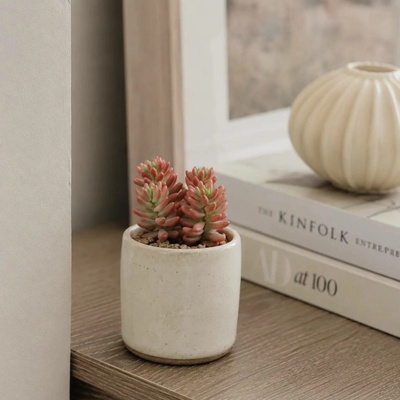Sedum Rubrotinctum Aurora baby