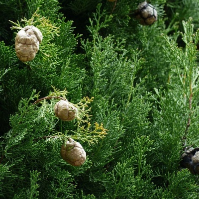 Cyprus vždyzelený - Cupressus sempervirens - semená - 7 ks