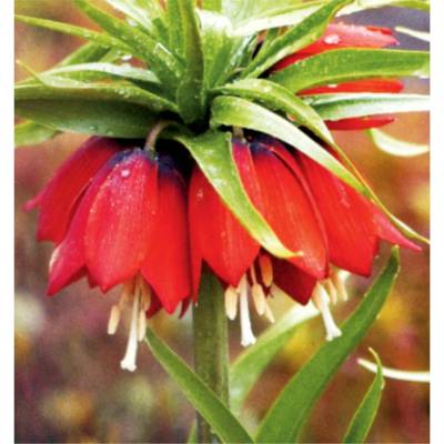 BENEX Krókus 'Angustifolius' 10 ks
