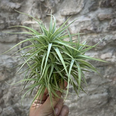 Tillandsia bergeri L